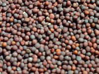 mustard seed for oil extraction