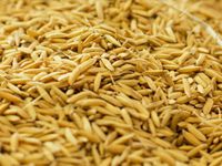 rice bran for oil milling