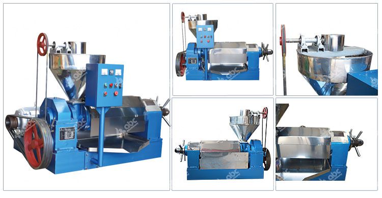 canola oil press machine at factory price