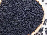 black cumin seeds for black oil extraction
