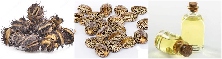 castor seed oil