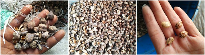 castor seeds produced in Nigeria