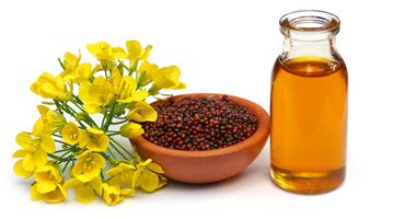 mustard oil used as cooking oil