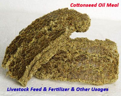 cottonseed oil meal from integrated oil extraction machine