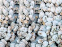 cottonseed for cottonseed oil processing