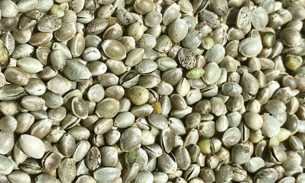 cold pressed hemp seed oil machine