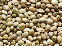 hemp seed for hemp oil making