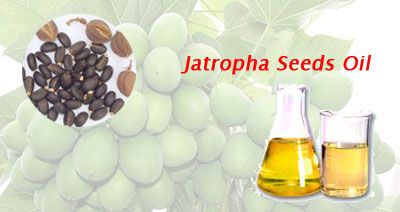 uses of jatropha oil