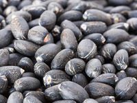 jatropha seeds for oil making