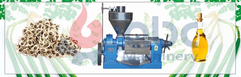 moringa oil press machine at factory price