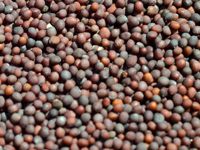 mustard seed for oil extraction