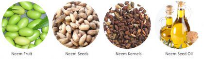 How the Neem Seed Oil Press Machine Extract Oil Automatically?