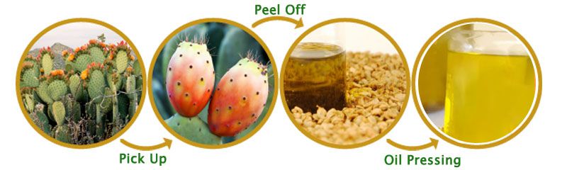 prickly pear seed oil extraction process by oil press machine