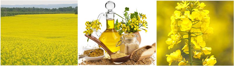 rapeseed oil from rapeseed