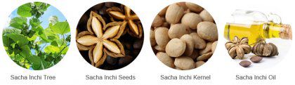 What’s Sacha Inchi Oil Press Machine?