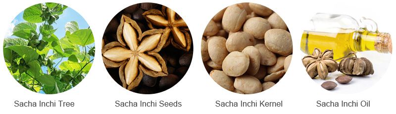 Sacha Inchi Seeds and Sacha Inchi Oil