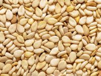 sesame seeds for sesame oil extraction