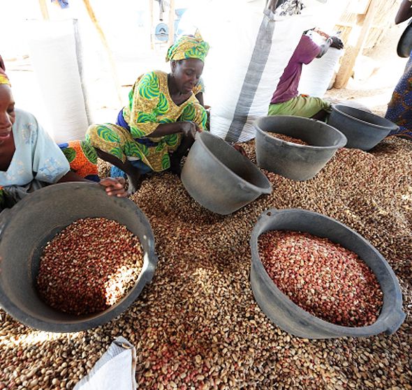 small scale groundnuts producing in Africa