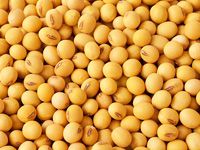 soybeans for soybean oil making