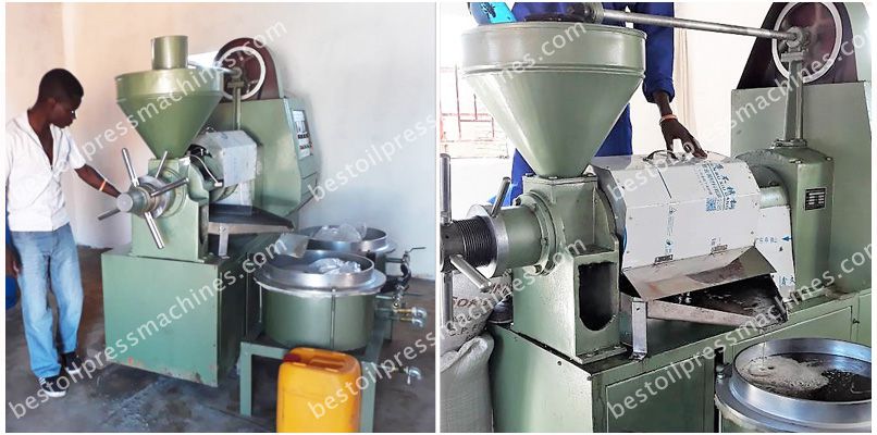 sunflower oil machine in operation