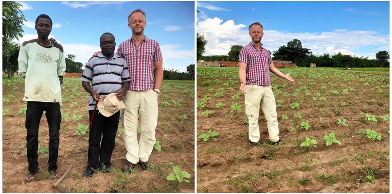 sunflower planting