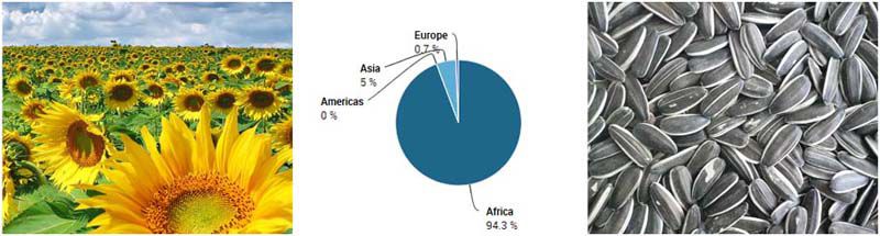 sunflower seeds production proportion in Africa