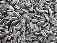 sunflower seed for sunflower oil making